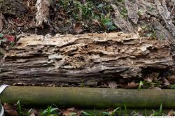 Photo Textures of Wood